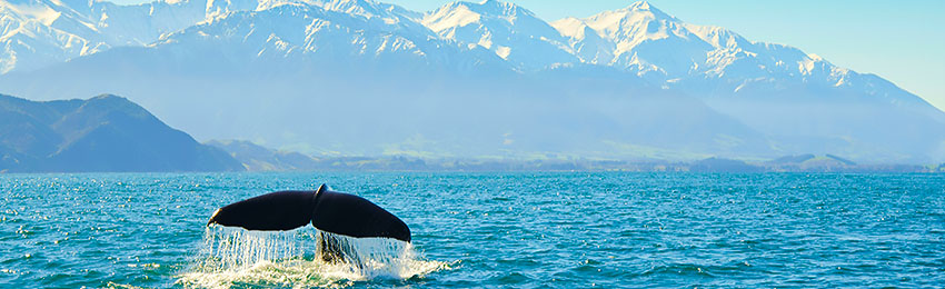 Kaykura.jpg Kaykura.jpg