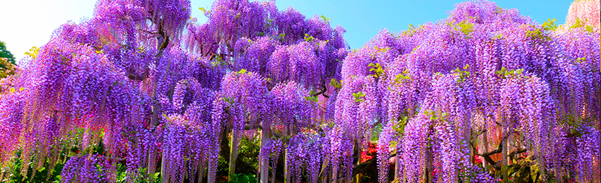 Glycy1.jpg Glycy1.jpg