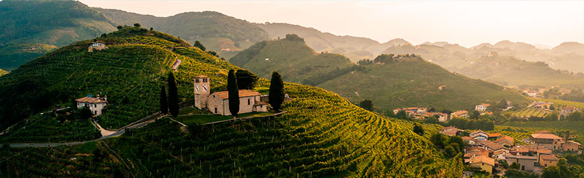 ITALY_VINE1.jpg ITALY_VINE1.jpg