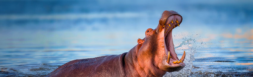 sar_Hippo1.jpg sar_Hippo1.jpg